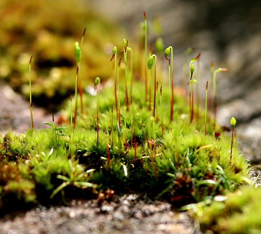 moss by andy andrew fogg